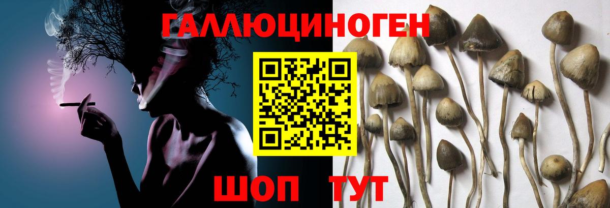 Южно-Сахалинск  Псилоцибиновые грибы Psilocybine cubensis  Вход с VPN 